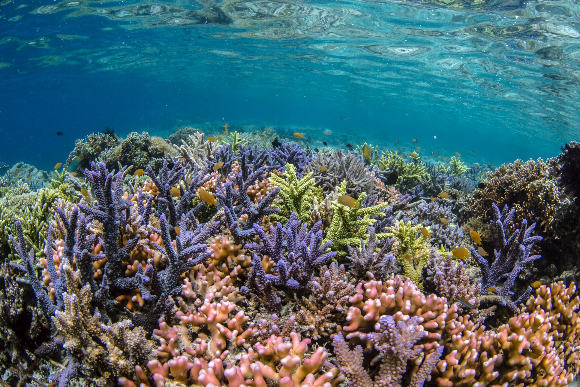 Restored reef - Coral Guardian