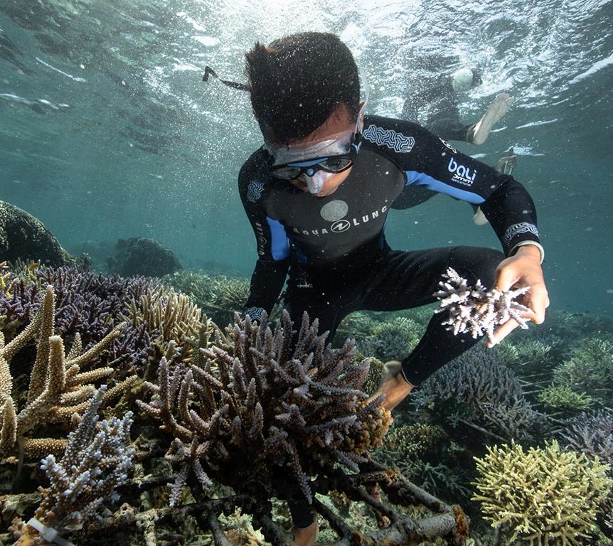 coral transplantation- Coral Guardian