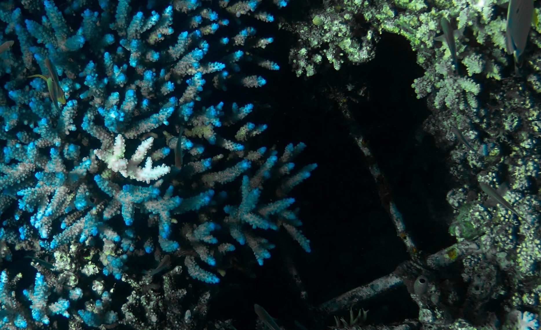 Coral bleaching