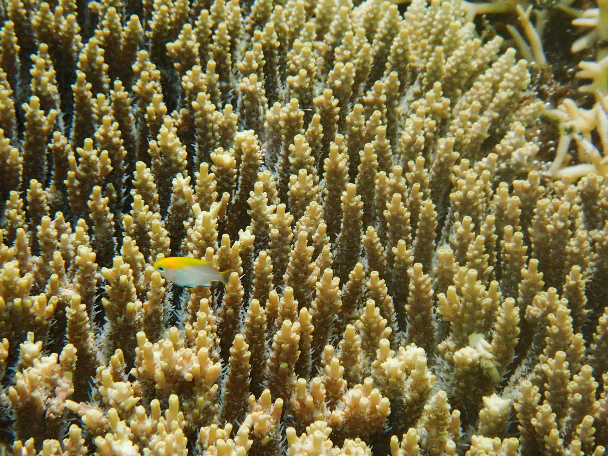 Coral - Coral Guardian