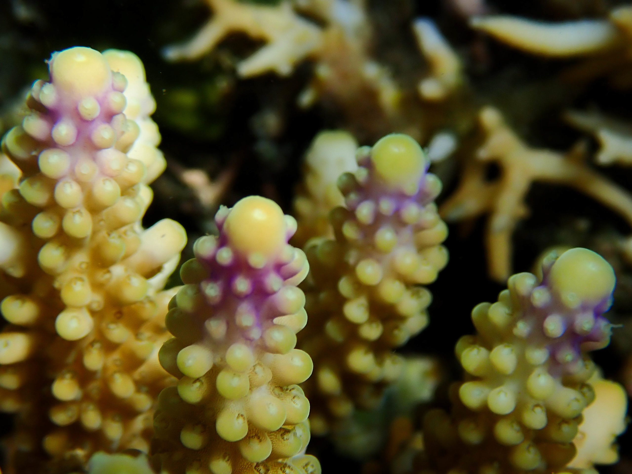 coral - Coral Guardian