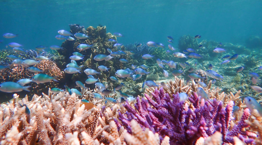 The importance of protecting coral reefs | Coral Guardian