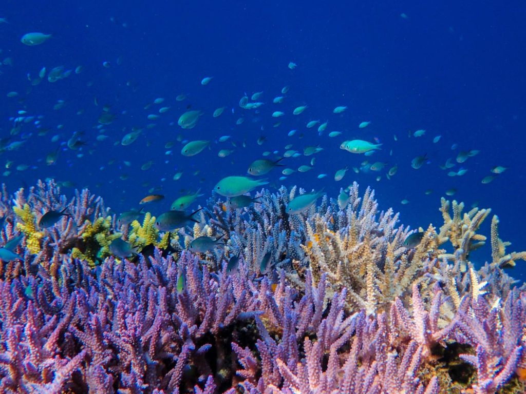 Restored reef - Coral Guardian