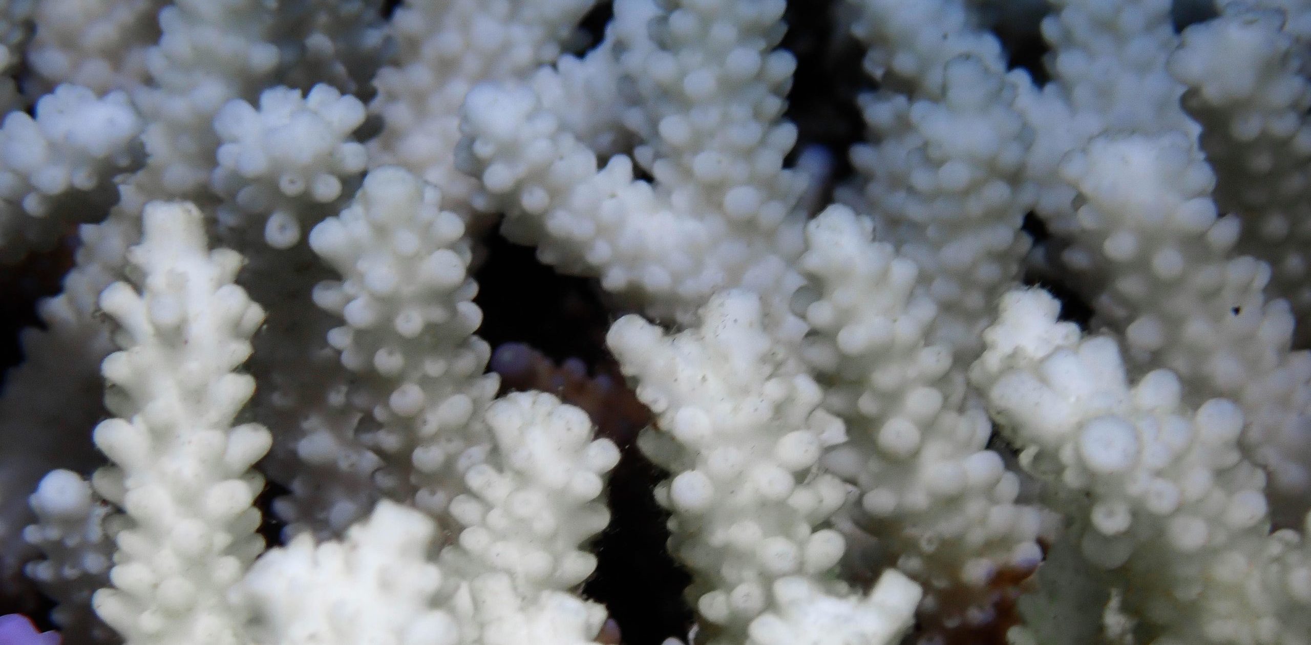 Bleaching - Coral Guardian