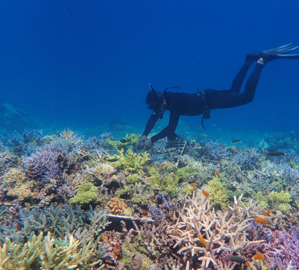 coral transplantation