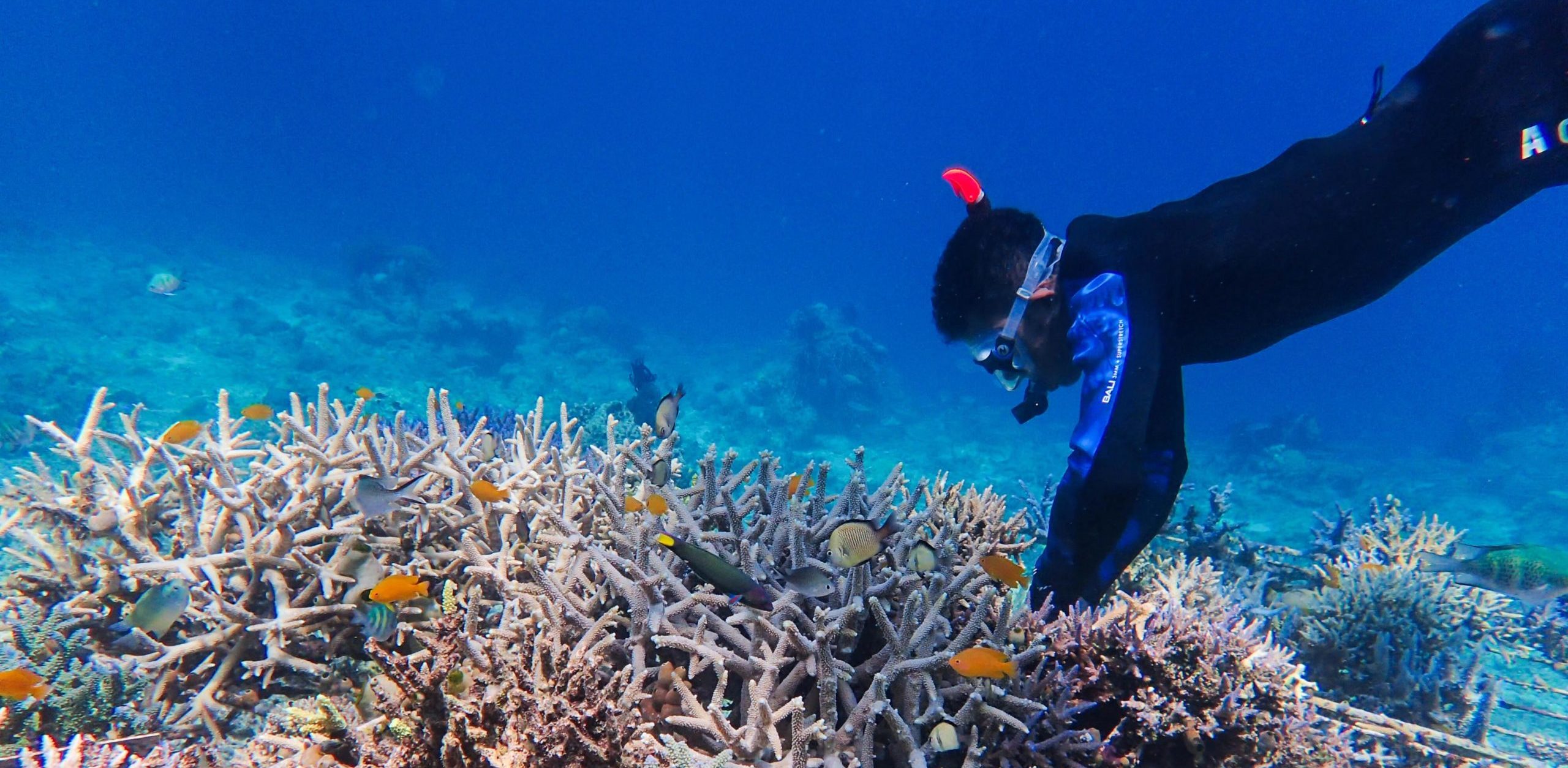 Coral restoration - Coral Guardian