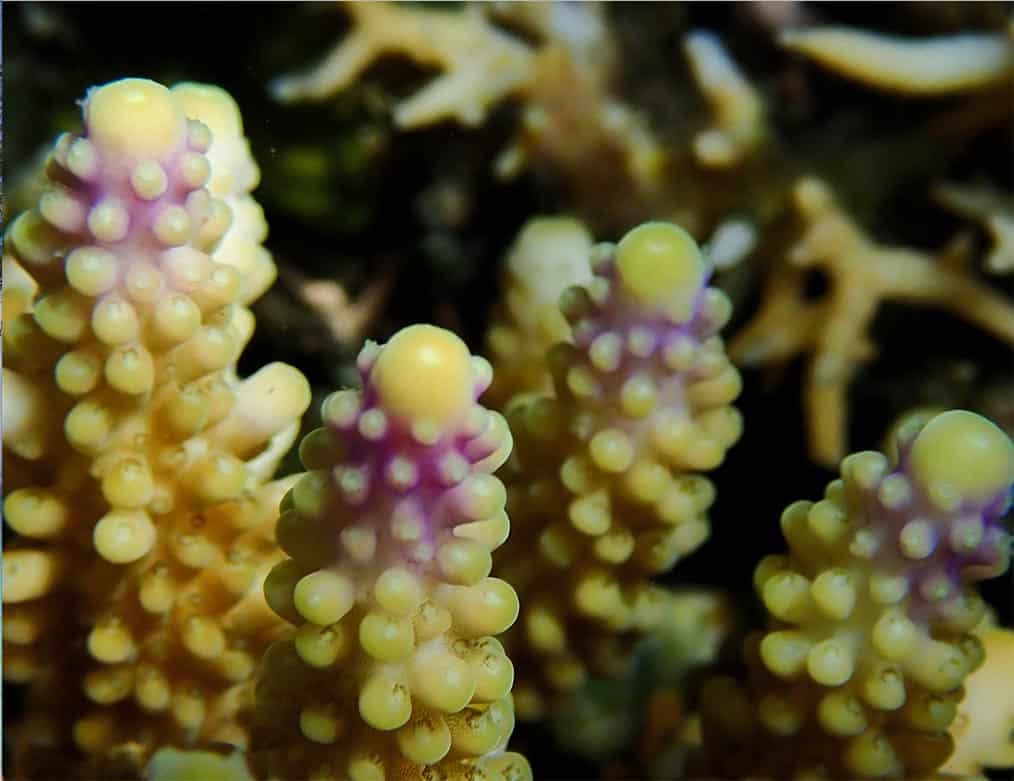 Les rôles des pigments chez les coraux bâtisseurs de récifs