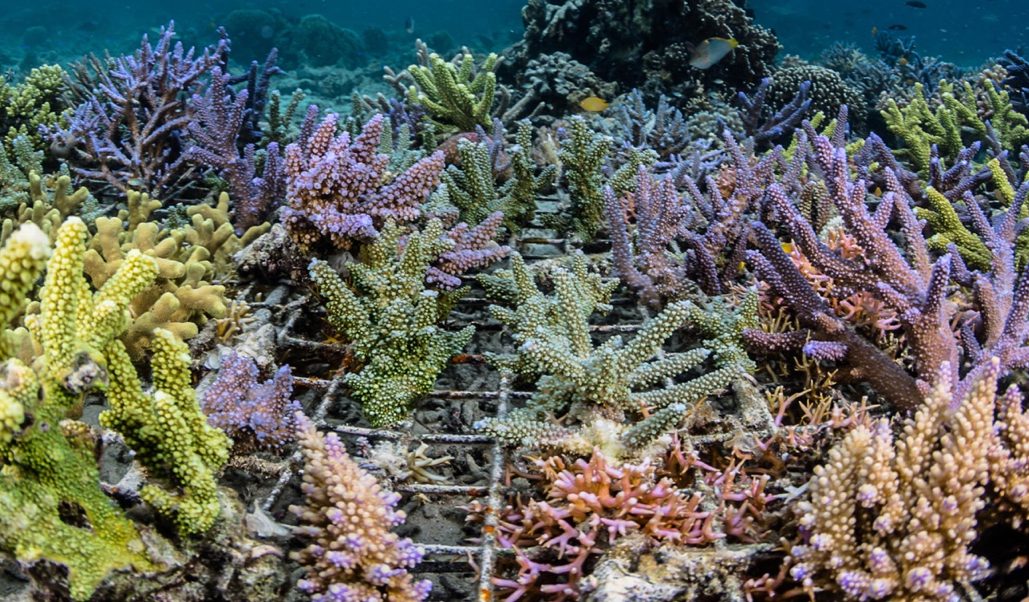 coral restoration