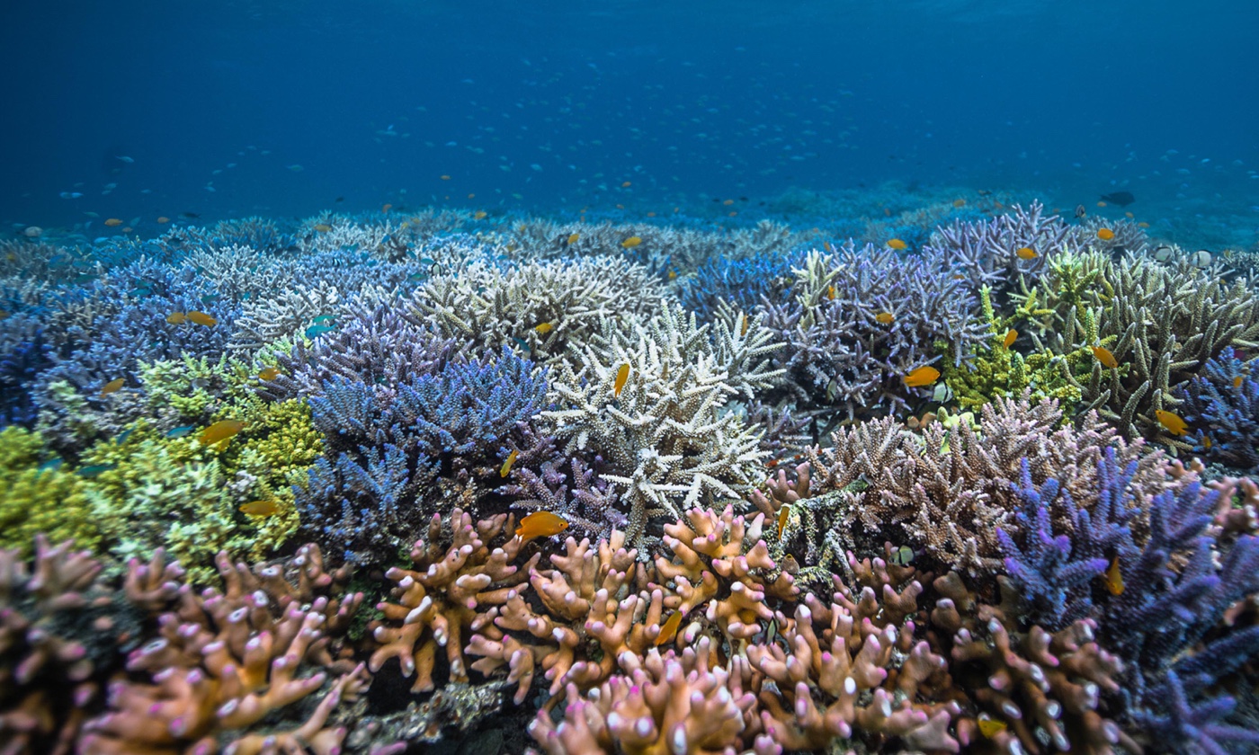 Reef - Coral Guardian