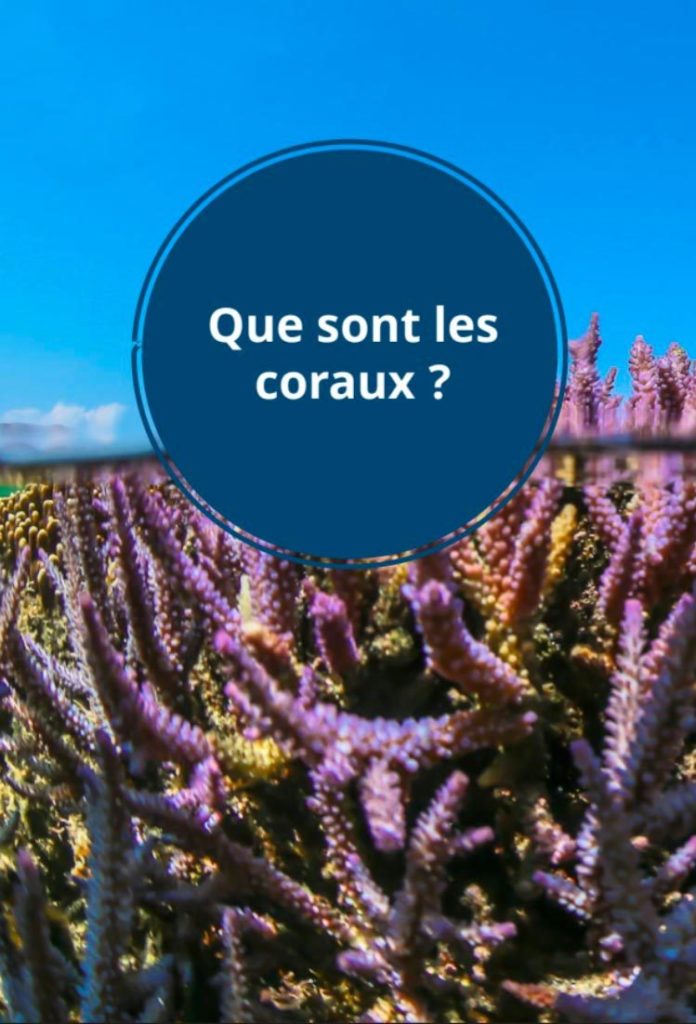 Quiz - Coral Guardian