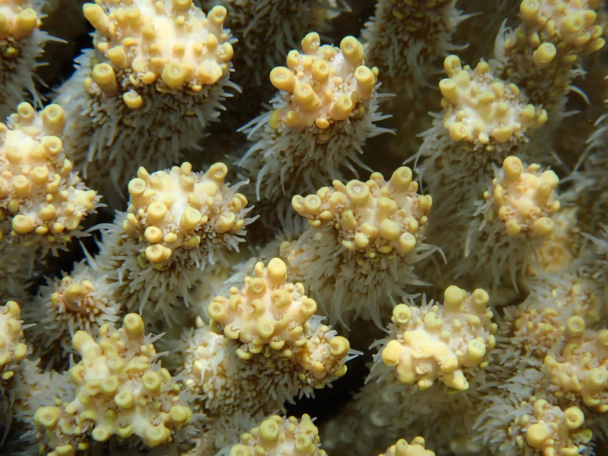 Coral polyps - Coral Guardian