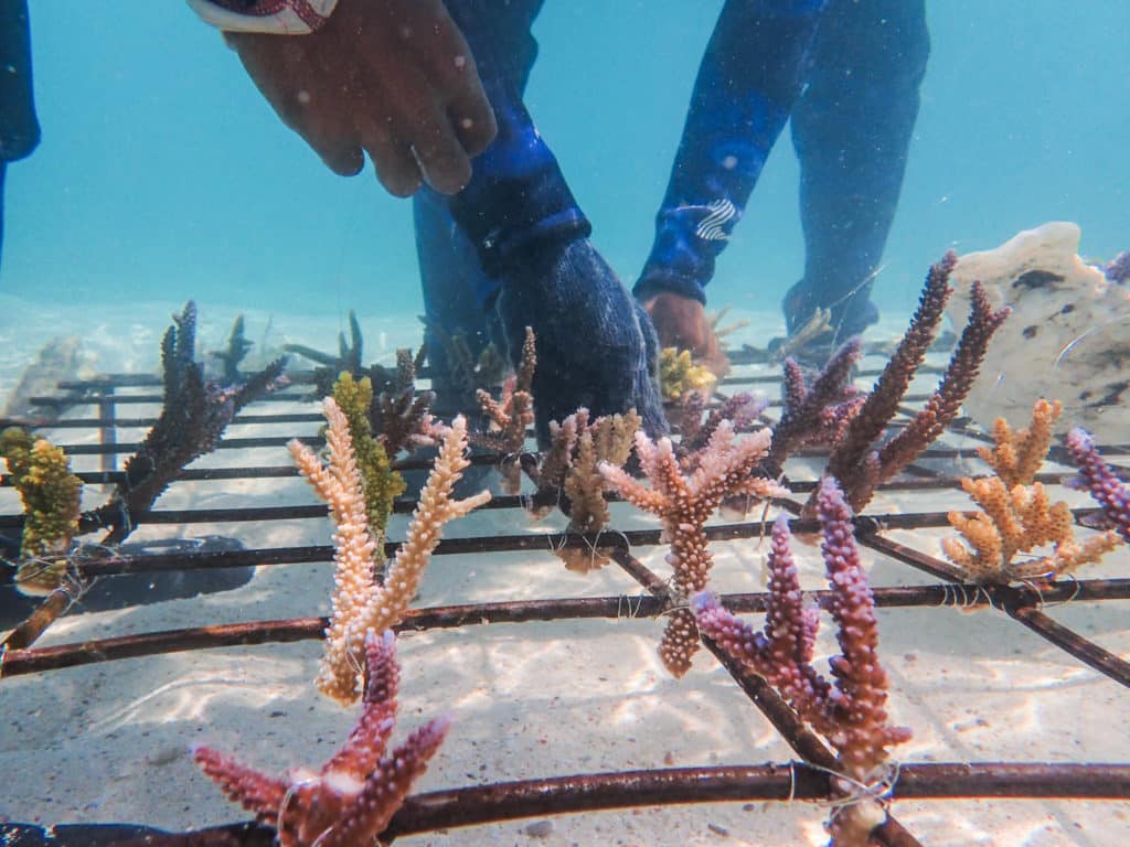 Coral restoration - Coral Guardian