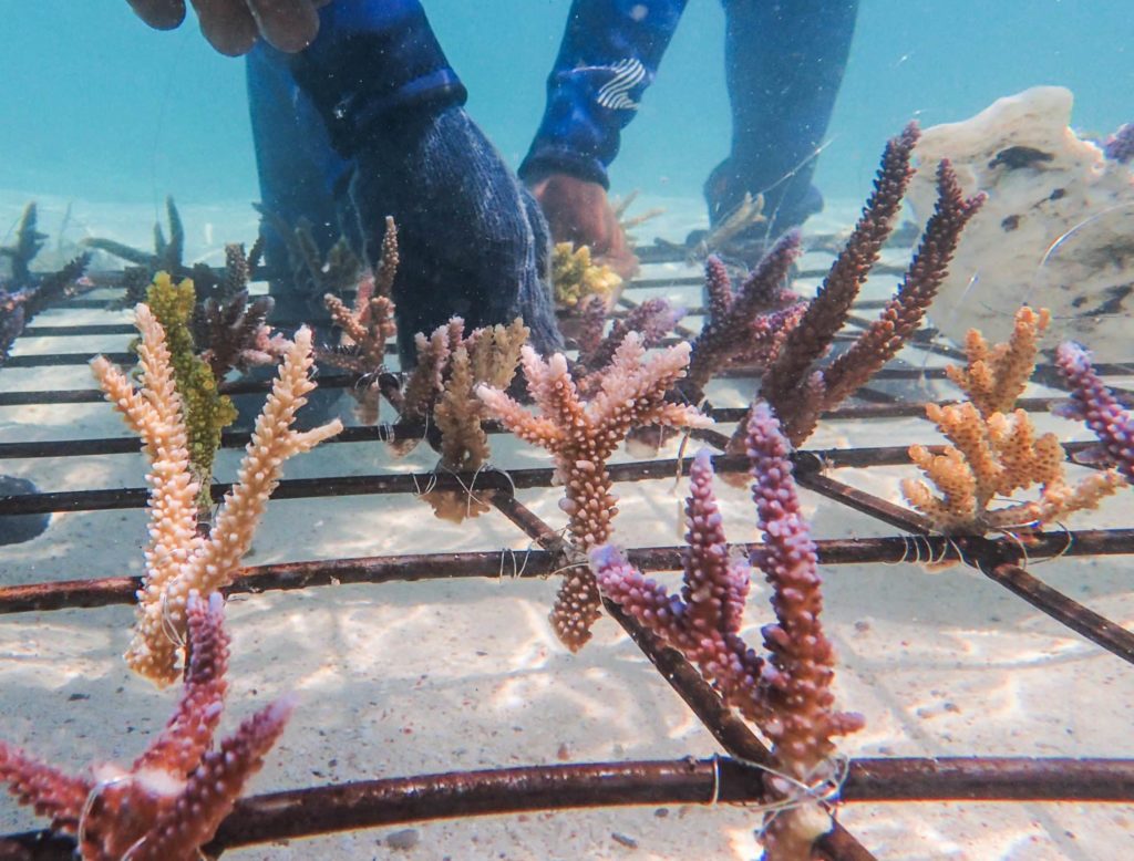 Coral transplantation - Coral Guardian