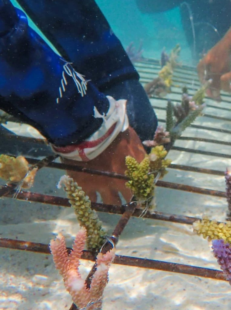 Coral transplantation - Coral Guardian