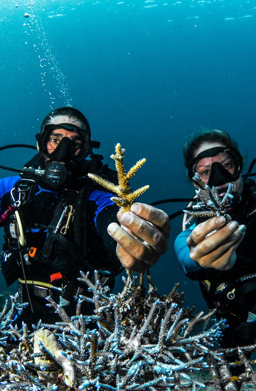 A Noël, adoptez un corail et offrez un cadeau qui a du sens