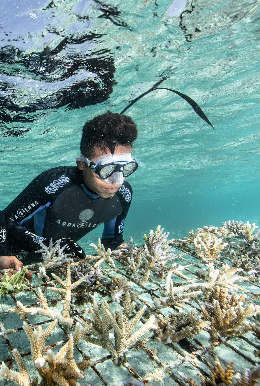 Décennie des Nations Unies pour la restauration des écosystèmes : qu’est-ce que la restauration corallienne et à quoi ça sert ?