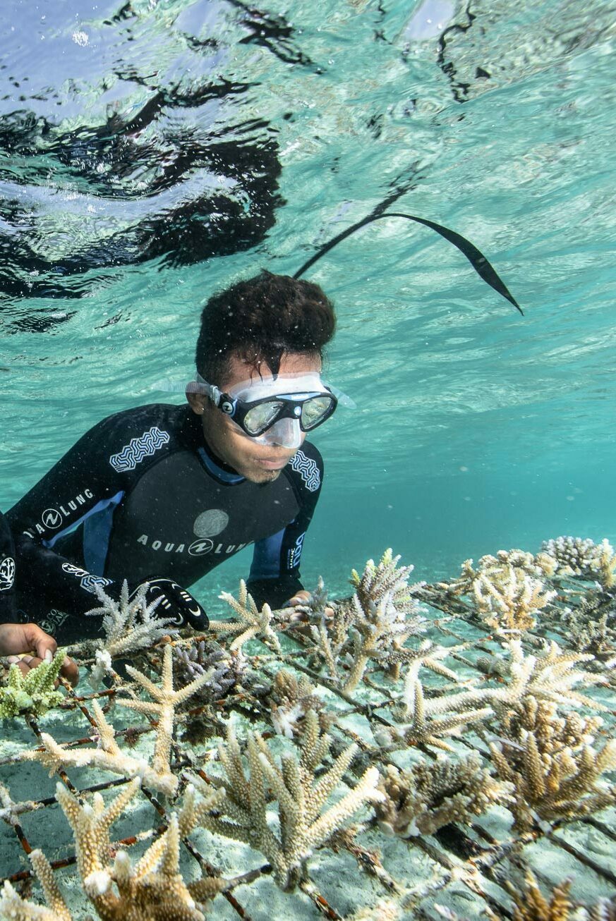 UN Decade on Restoration: what is coral restoration & why is it