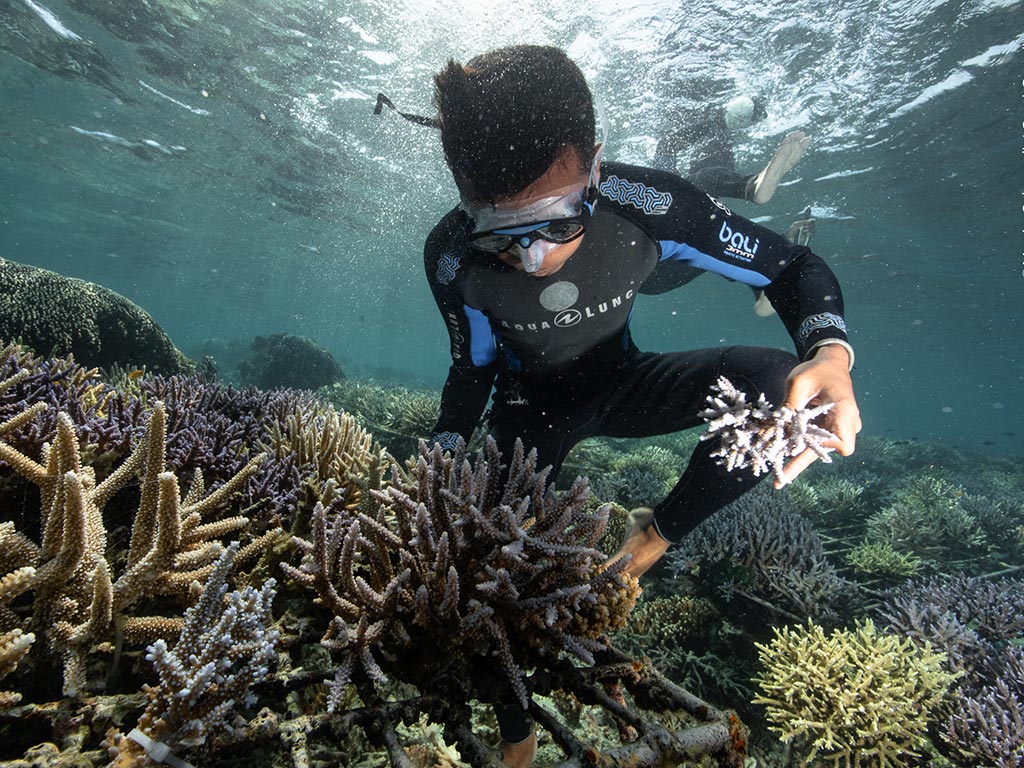 Coral transplantation - Coral Guardian