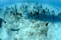 Manta Reef project - Coral Guardian