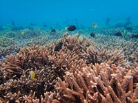 Nusa Penida project - Coral Guardian