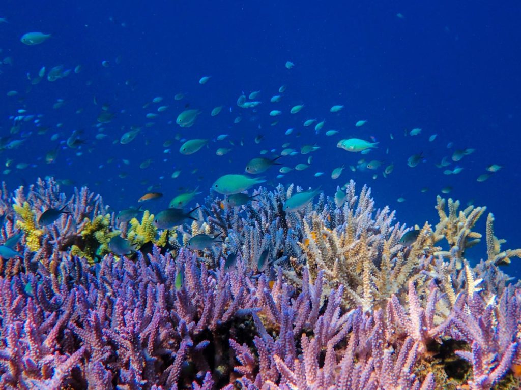 Restored coral reef - Coral Guardian