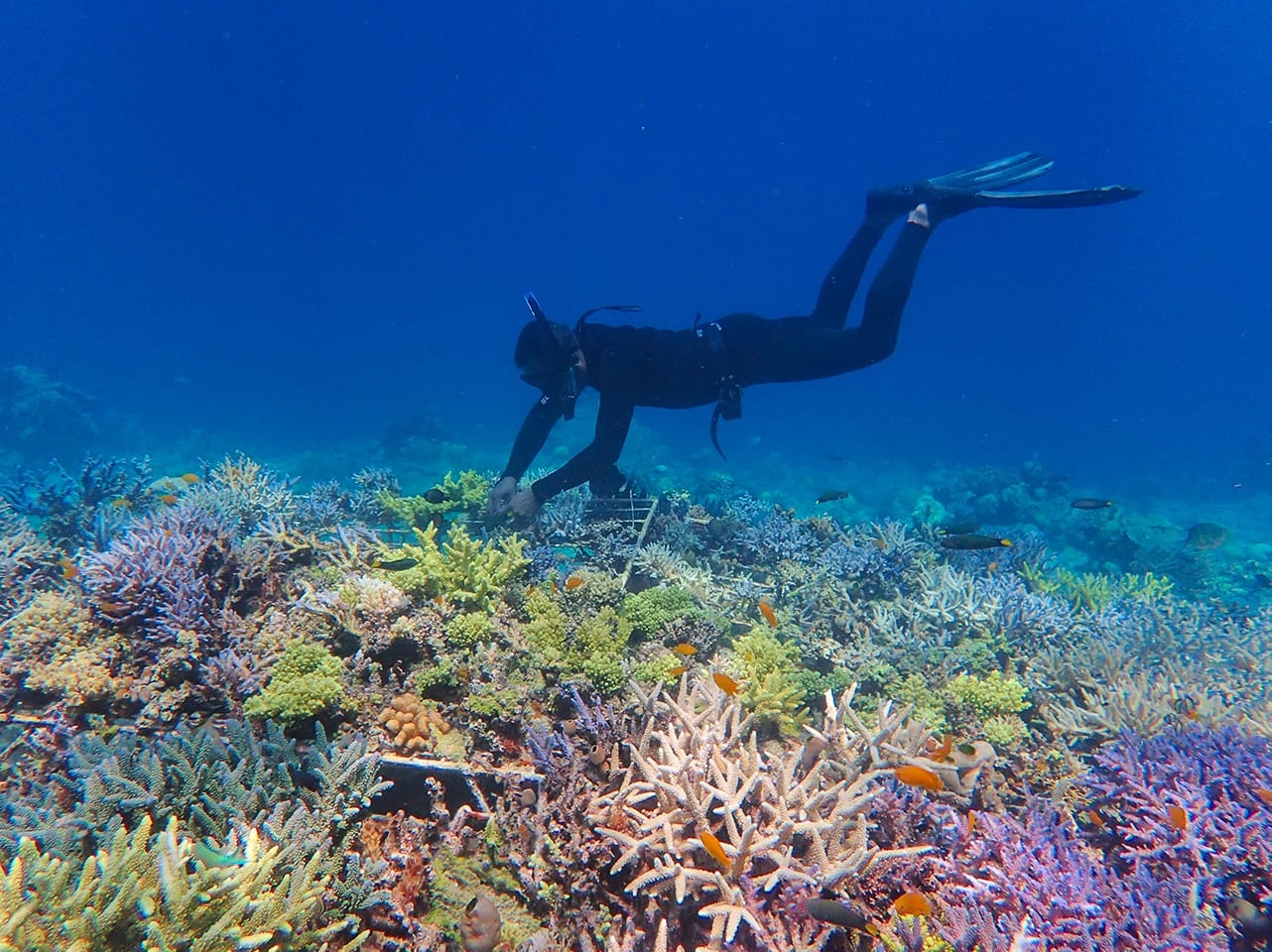 Restauration des récifs coralliens : reproductions sexuée ou asexuée des coraux