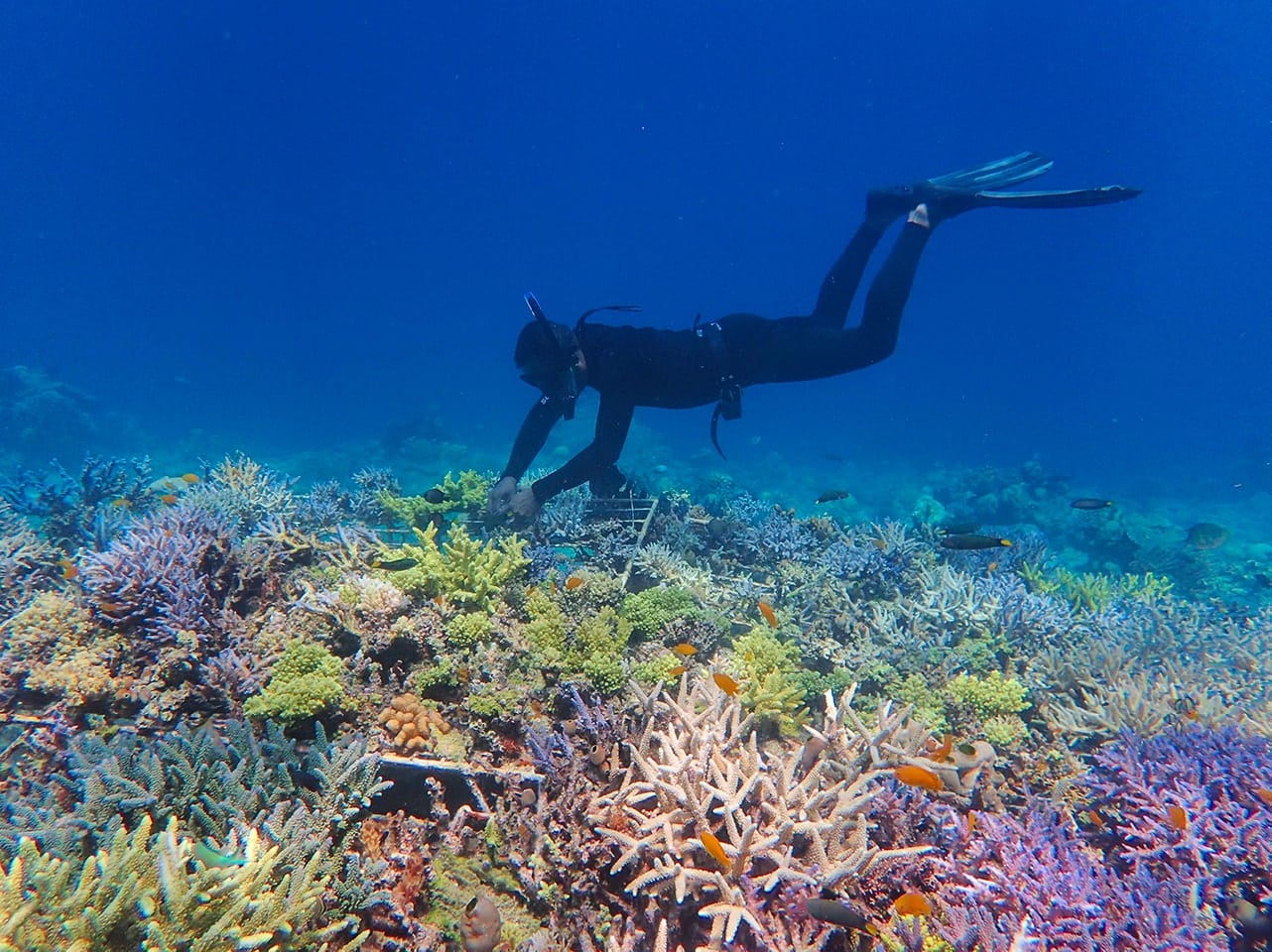 Coral reef restoration: sexual or asexual reproductions of corals