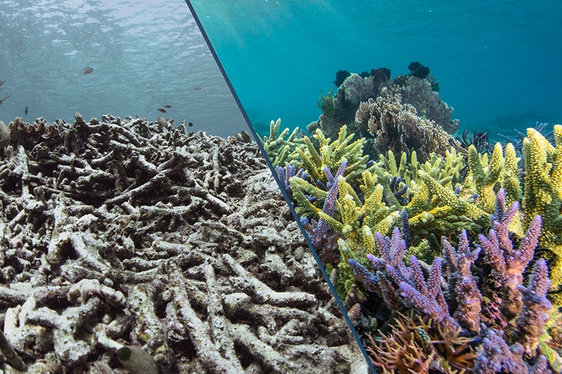 Evolution zone de restauration Coral Guardian