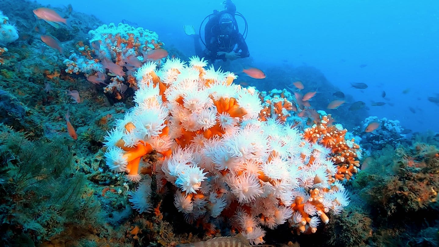 Corail secteur Punta de la Mona en Espagne