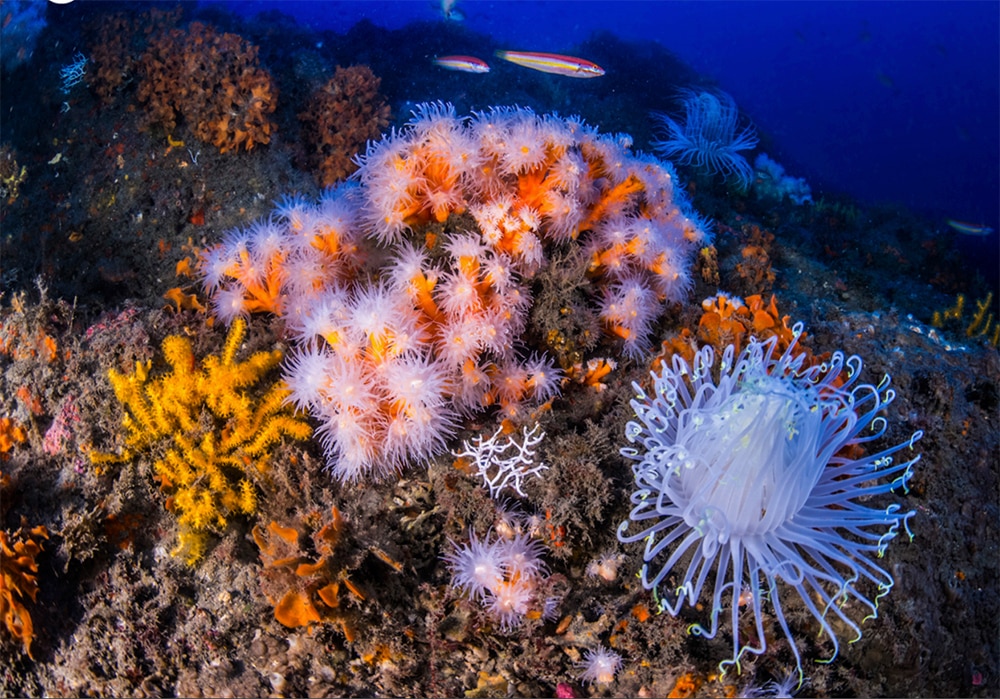 Launch of the first participatory marine conservation project of the Mediterranean sea