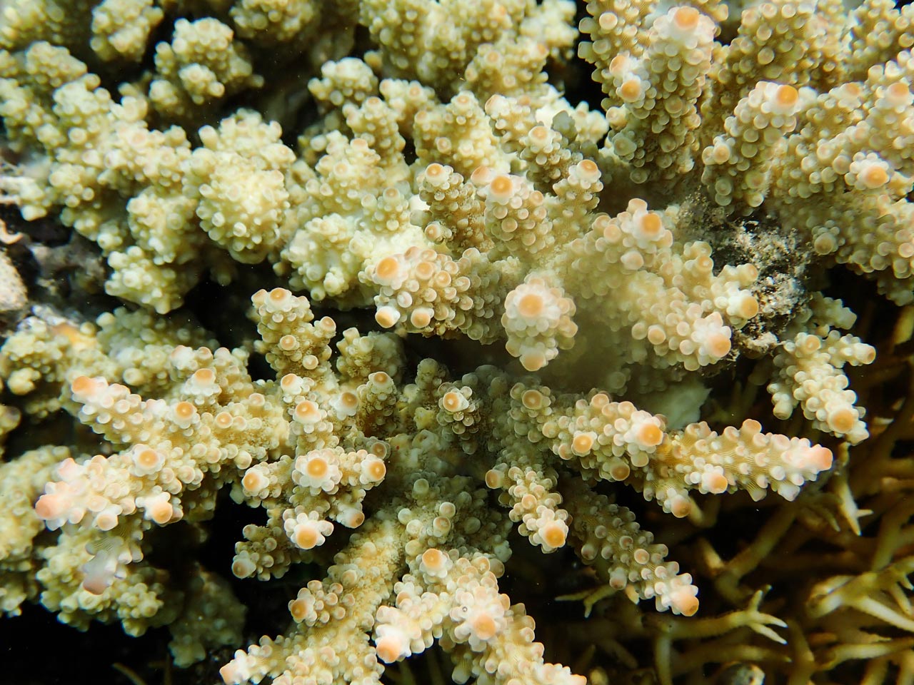 The link between the skeleton of reef-building corals and past climatic ocean conditions