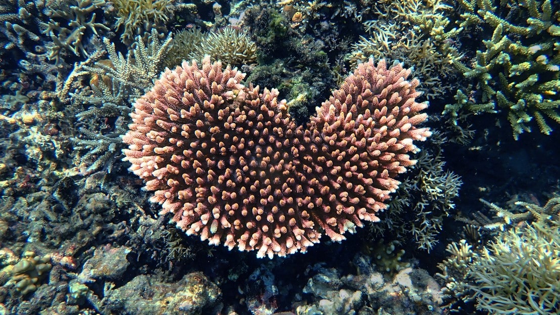 Corail St Valentin