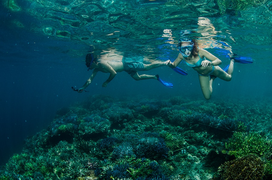 Overall, what is the impact of UV filters in sunscreens on corals?