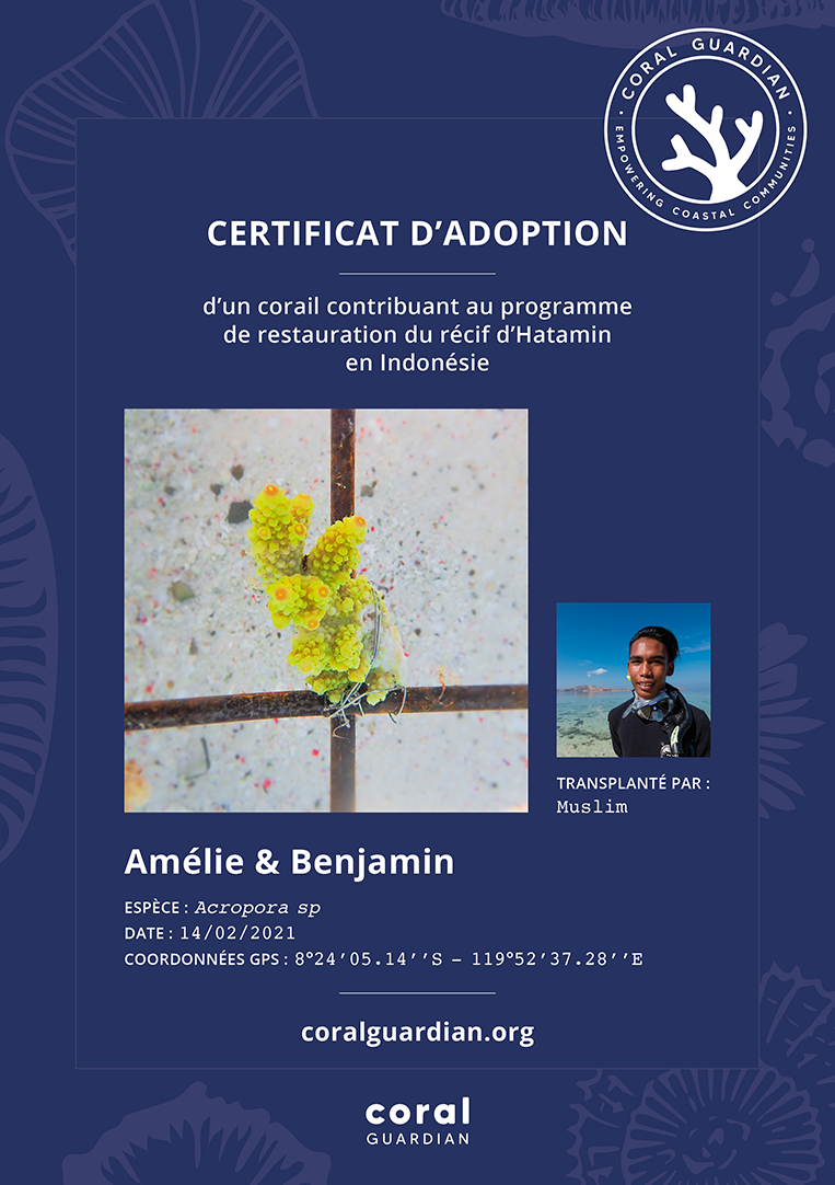 Certificat d'adoption - Coral Guardian