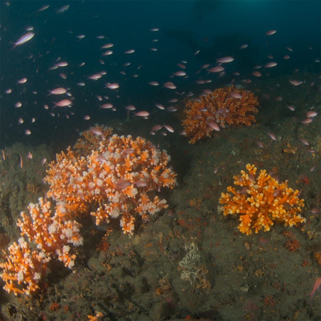 Cold-water coral biodiversity: the case of coral mounds in the Alboran Sea