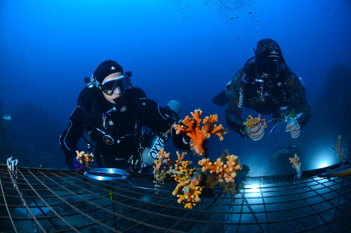 The first coral nursery of the Mediterranean Sea