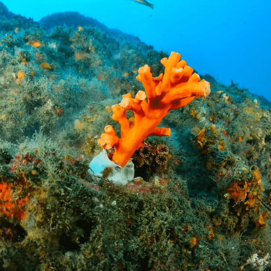corail Méditerranée