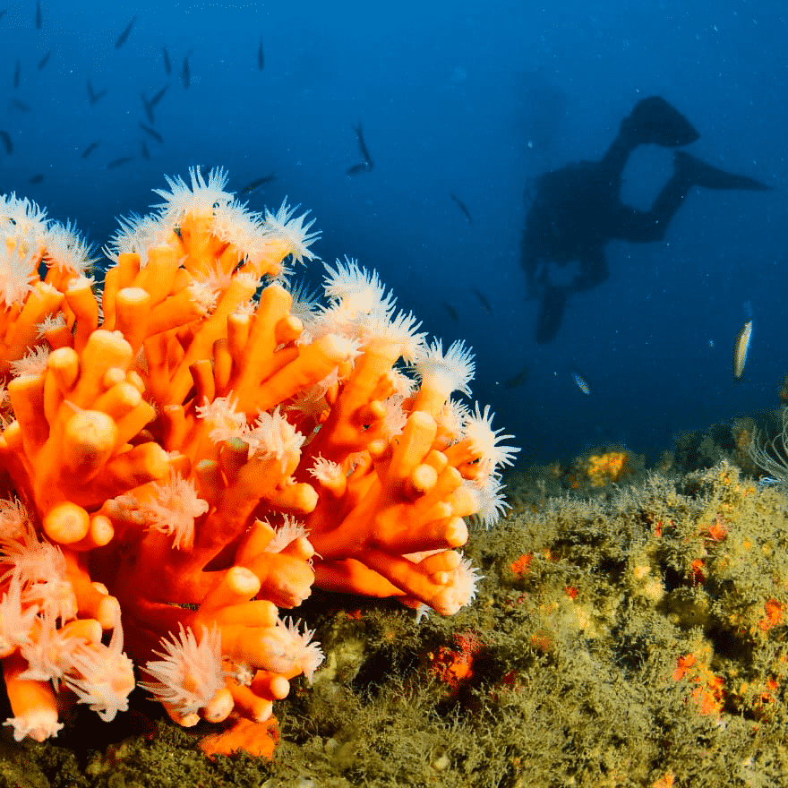 Corail Méditerranée