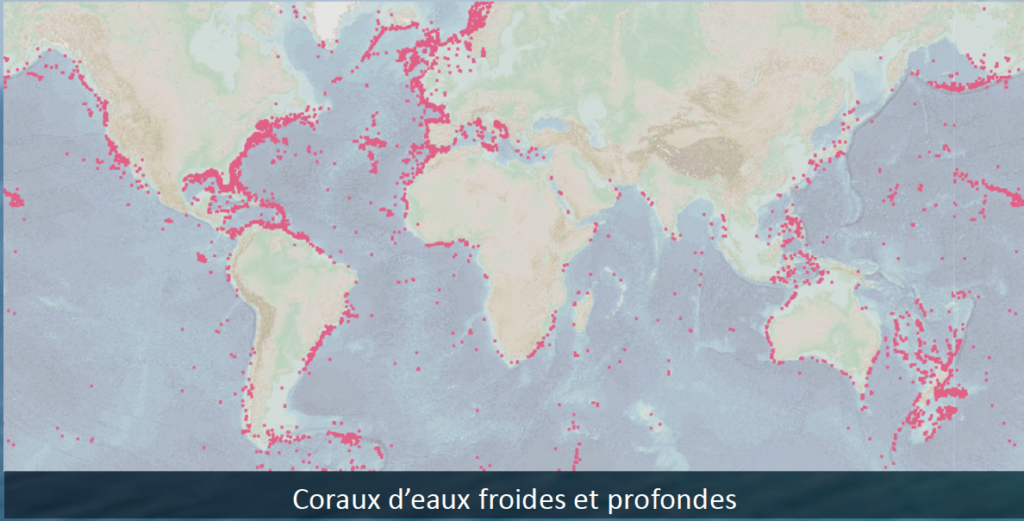 Cold-water corals