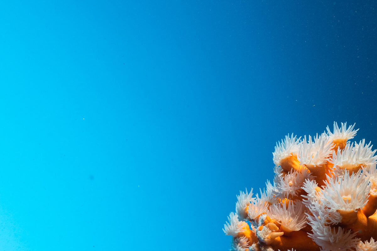 corail Méditerranée