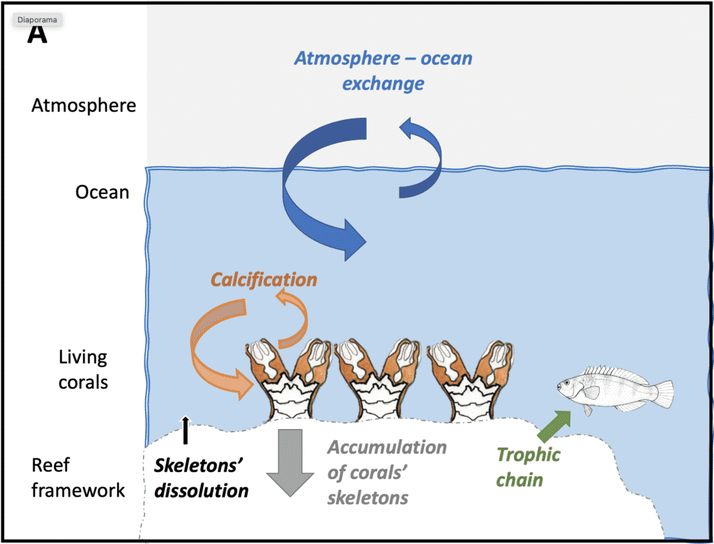 Carbon balance in coral reefs | Article by Coral Guardian