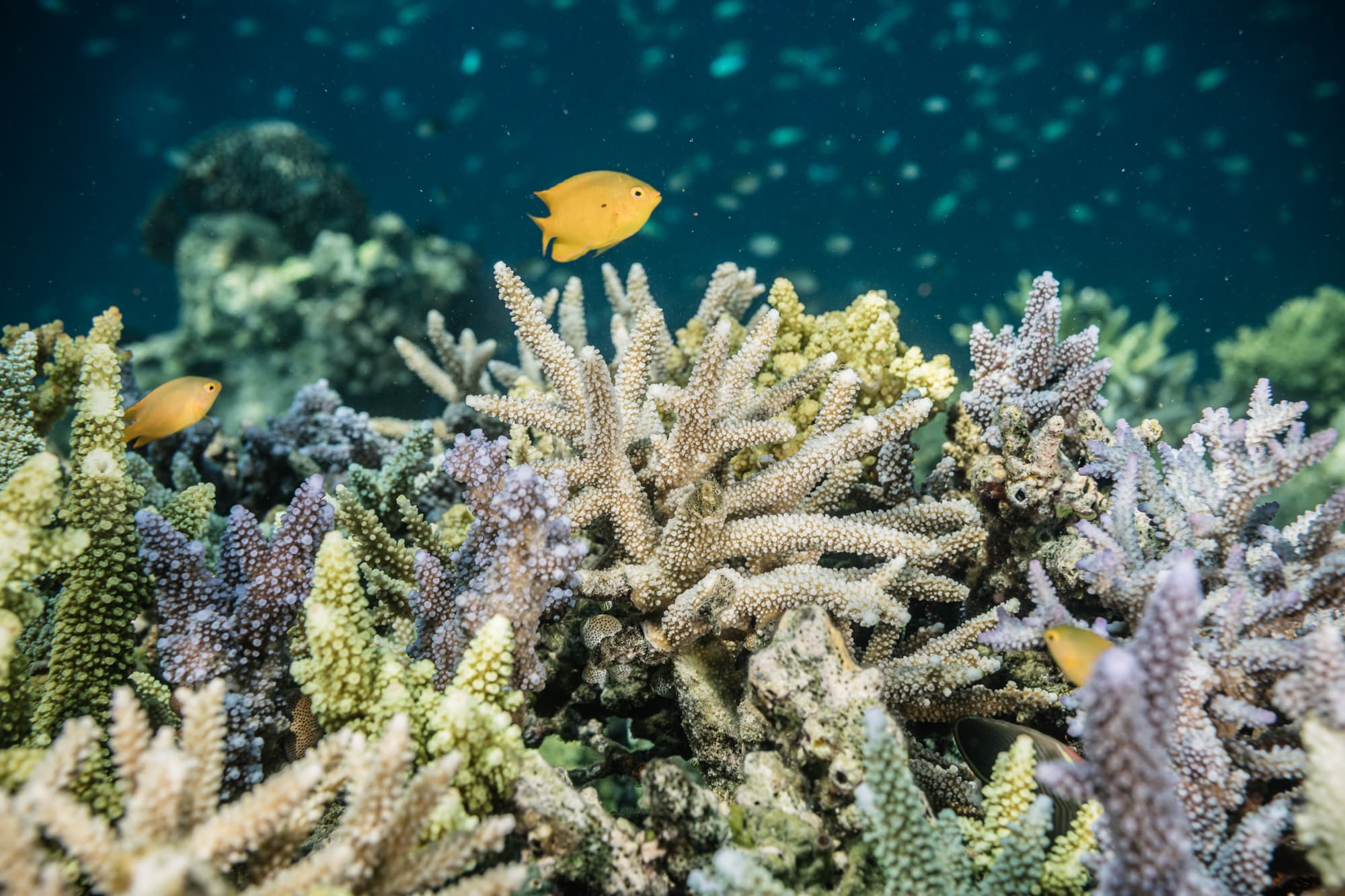 Carbon balance in coral reefs