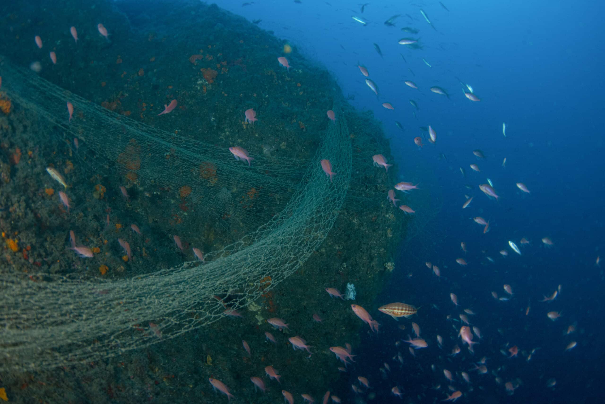 Macro and microplastics threaten cold-water corals