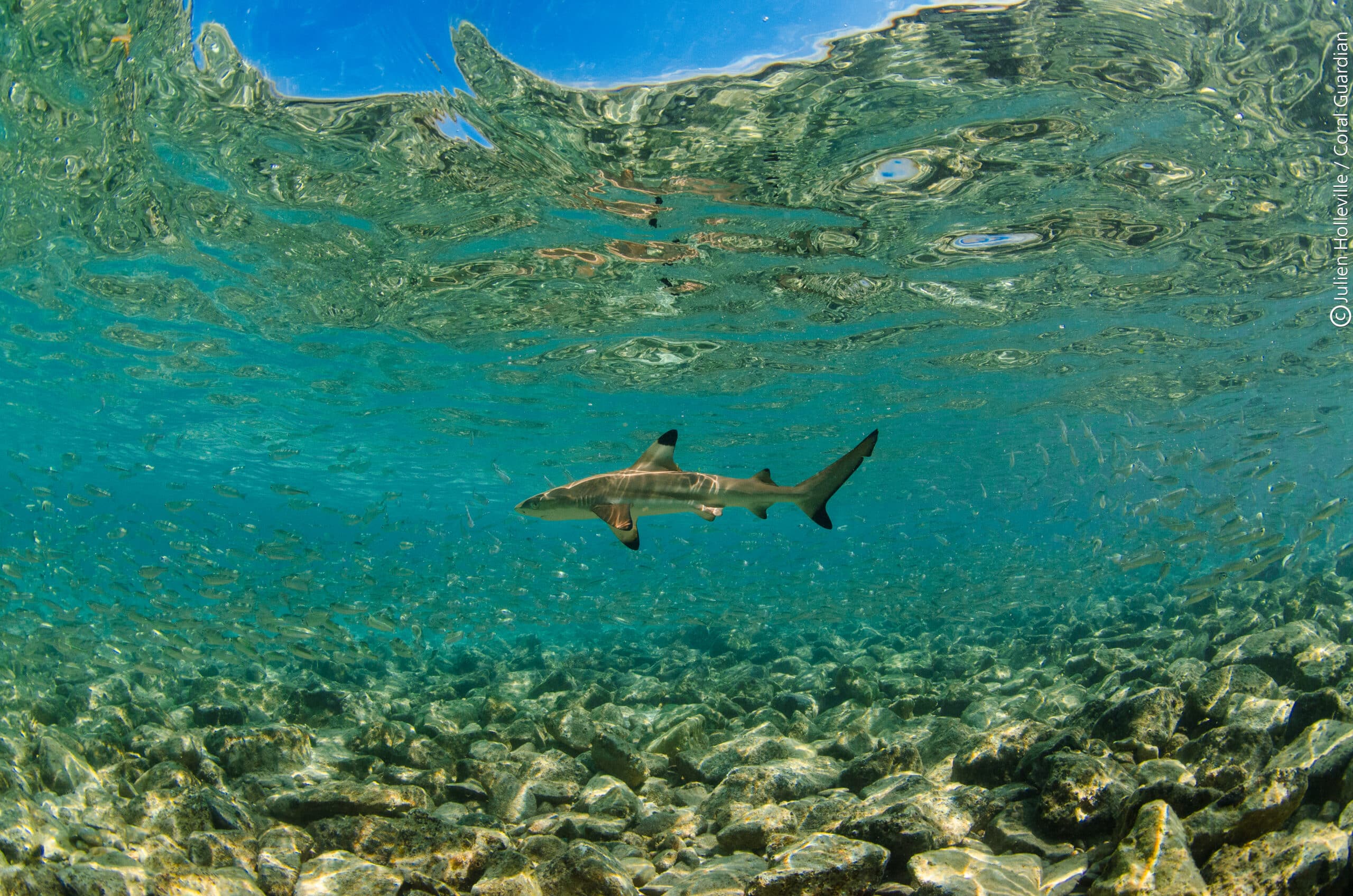 Comment l’ADN environnemental est-il utilisé pour suivre la biodiversité de poissons récifaux ?