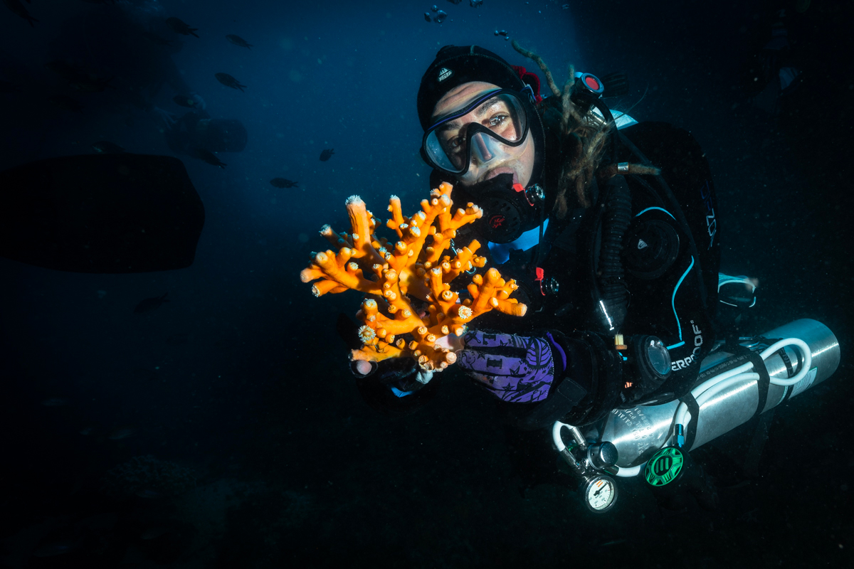 Mediterranean coral