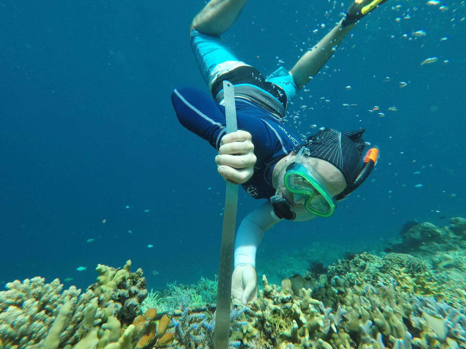 Récif De Corail - EPuzzle Puzzle Photo