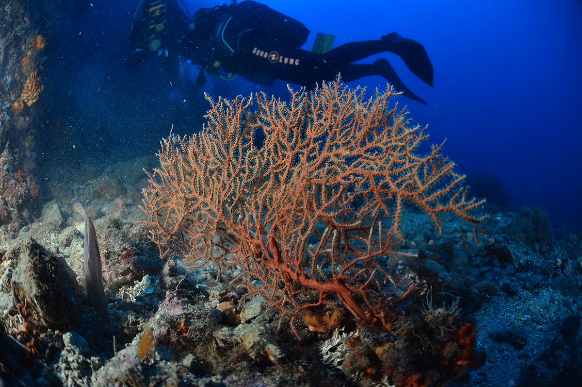 Comment l’augmentation de la température de l’eau menace-t-elle la biodiversité marine en Méditerranée ?