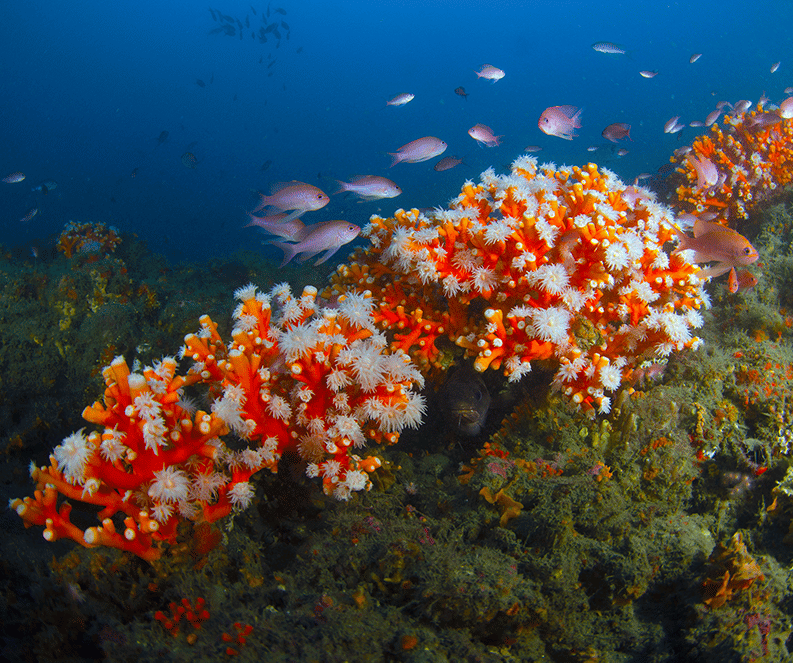 Mediterranean Sea life