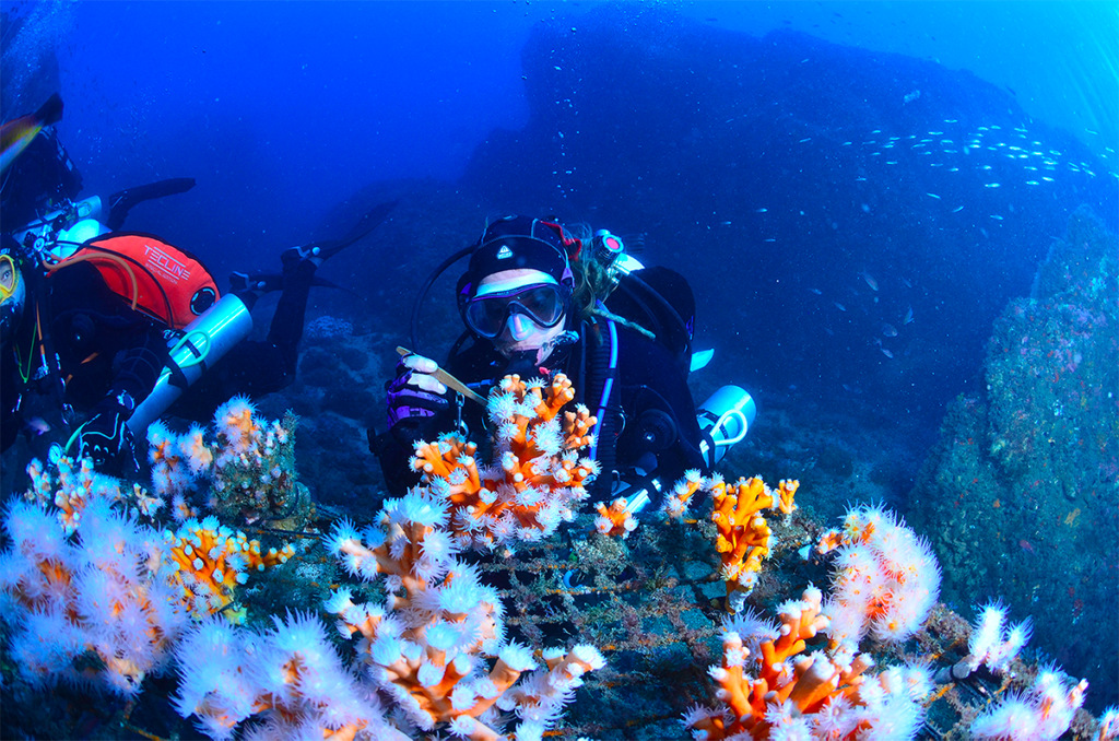 Mediterranean coral