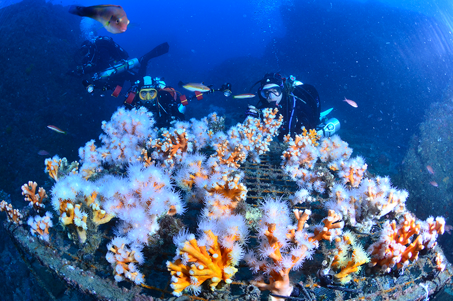 coral nursery Mediterranean